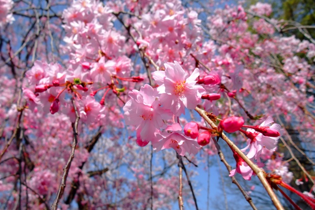 粉色樱花图片(点击浏览下一张趣图)