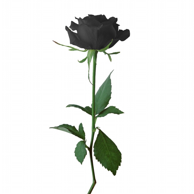 高清大图黑色玫瑰花图片(点击浏览下一张趣图)