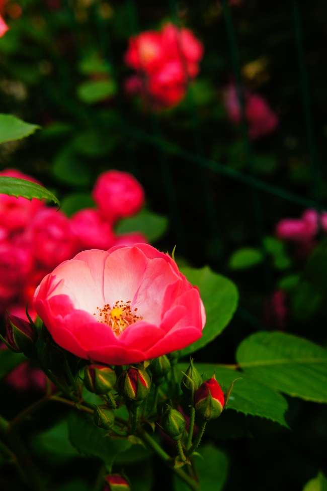 红色蔷薇花图片(点击浏览下一张趣图)
