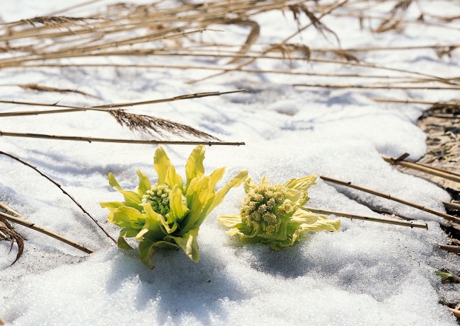 雪地上的雪莲花图片(点击浏览下一张趣图)
