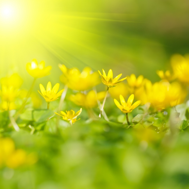 阳光下黄色花朵图片(点击浏览下一张趣图)