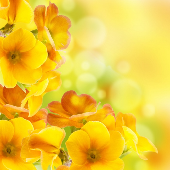 黄色花朵唯美背景图片(点击浏览下一张趣图)