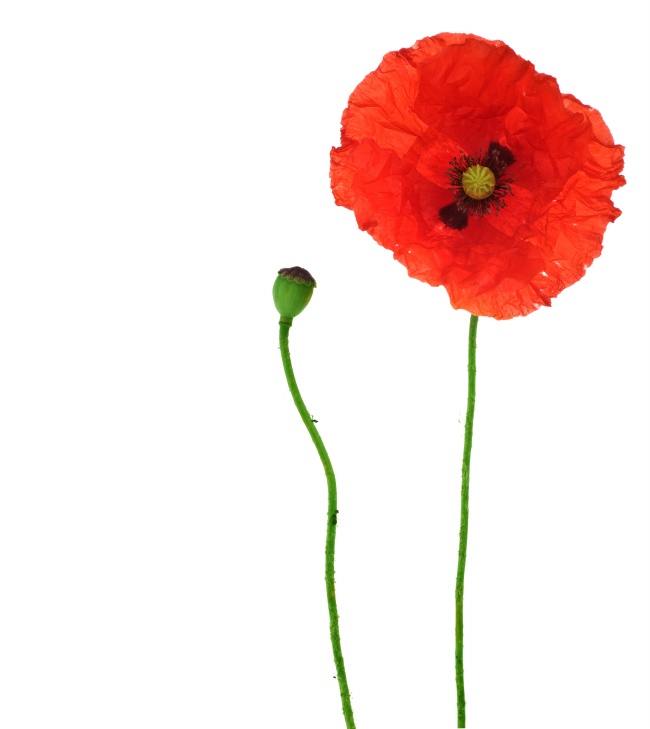 红色罂粟花图片(点击浏览下一张趣图)