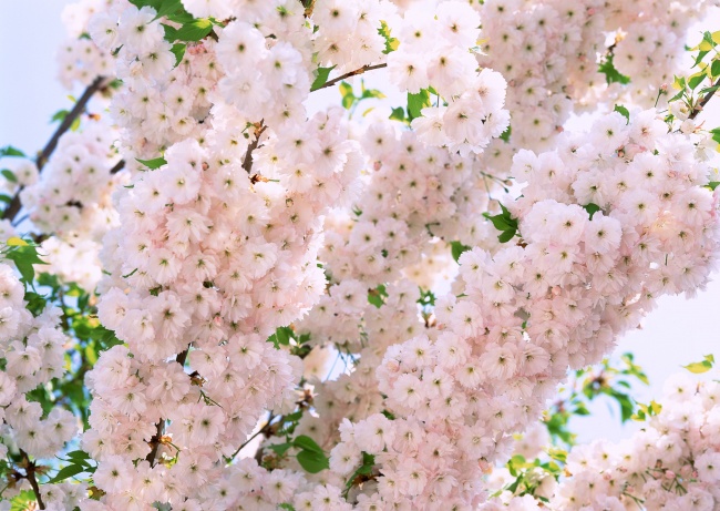 日本樱花图片(点击浏览下一张趣图)