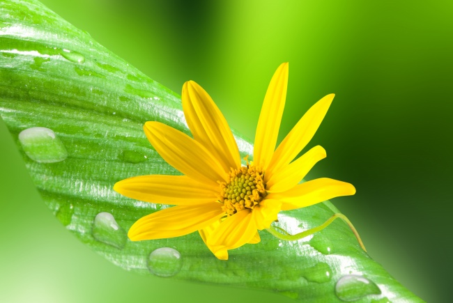 鲜艳黄色花朵图片(点击浏览下一张趣图)