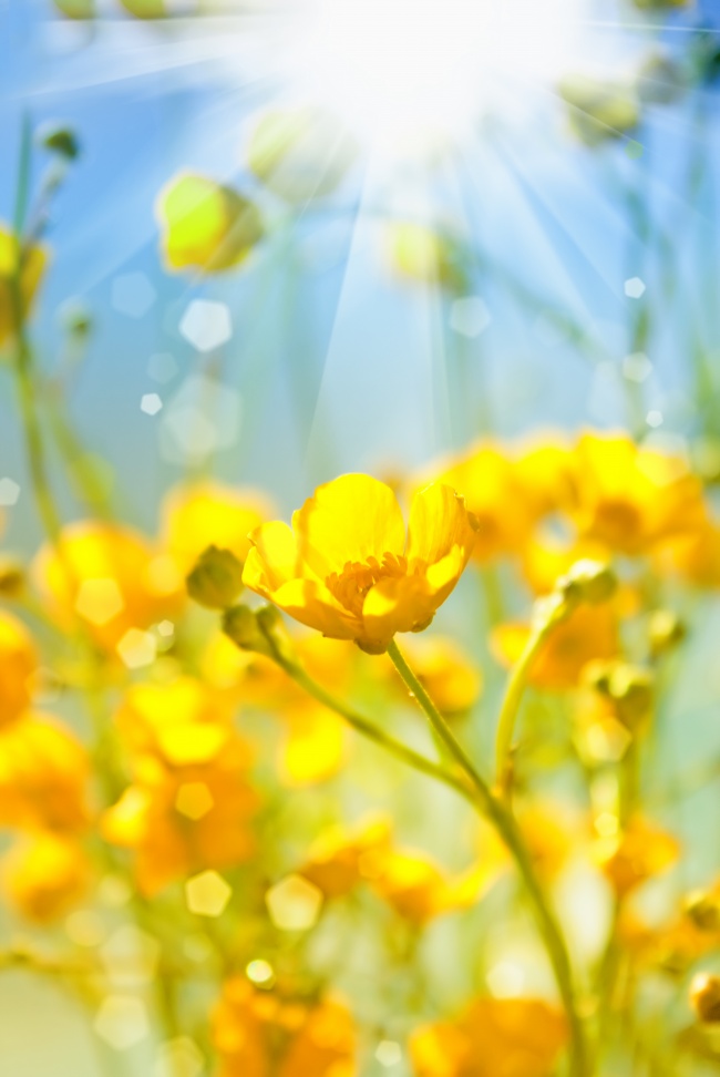 黄色唯美花朵图片(点击浏览下一张趣图)