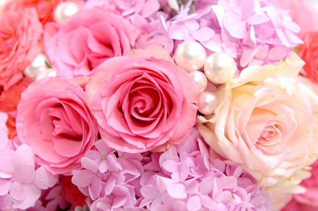 粉红玫瑰花图片(点击浏览下一张趣图)