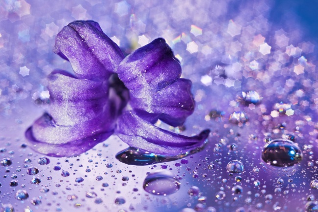 紫色鲜花图片素材(点击浏览下一张趣图)