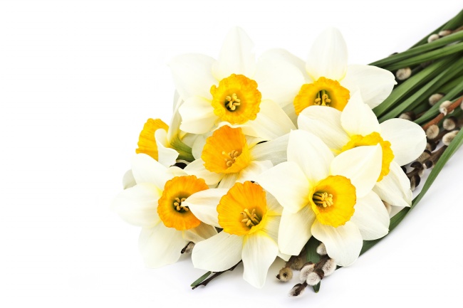 高清大图白色花朵花束图片(点击浏览下一张趣图)