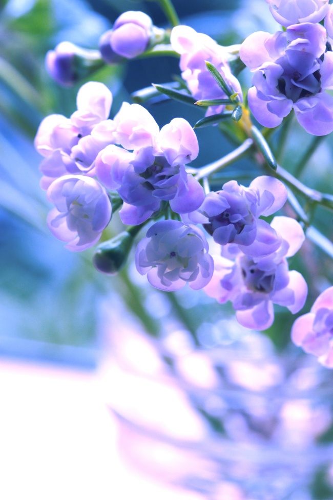 紫色花朵图片素材(点击浏览下一张趣图)