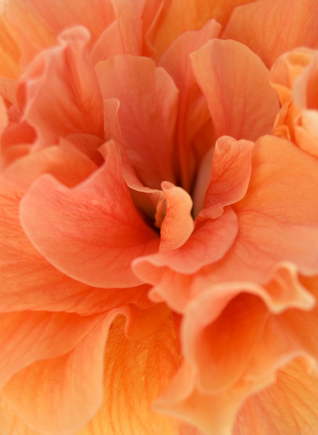 橙色花朵图片(点击浏览下一张趣图)