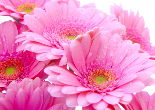 露珠红色菊花图片(点击浏览下一张趣图)