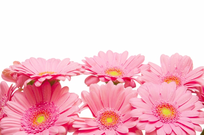 粉色菊花图片素材(点击浏览下一张趣图)