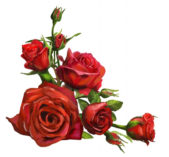 鲜红玫瑰花图片(点击浏览下一张趣图)