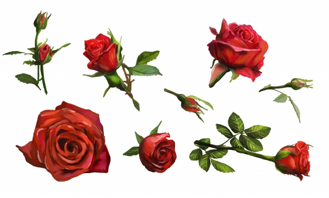 红色玫瑰花图片(点击浏览下一张趣图)