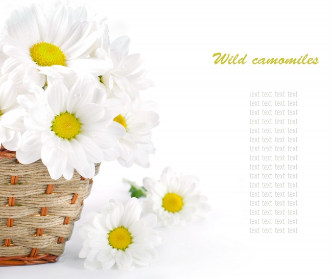 白色菊花图片素材(点击浏览下一张趣图)
