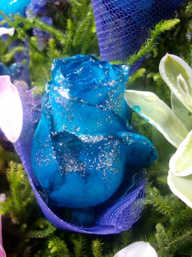 蓝色妖姬玫瑰花图片(点击浏览下一张趣图)