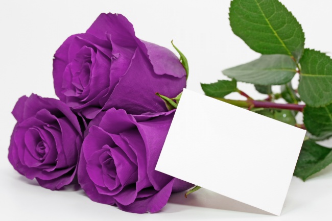 紫色的玫瑰花图片(点击浏览下一张趣图)