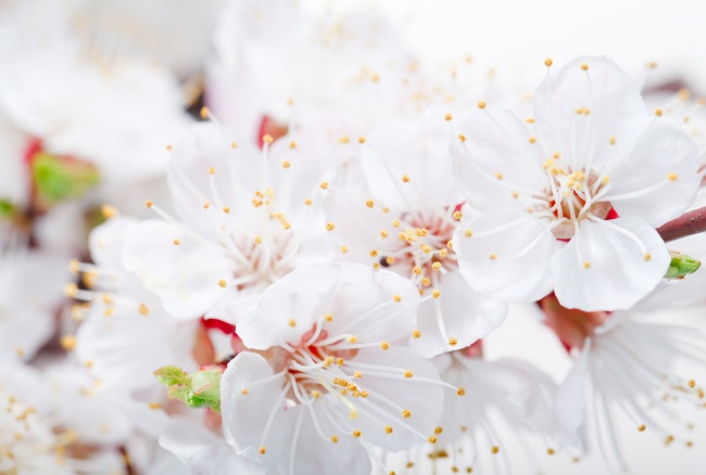 春天白色梅花图片(点击浏览下一张趣图)