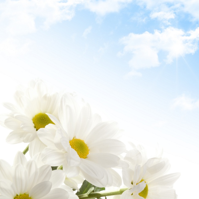 白色唯美菊花图片(点击浏览下一张趣图)