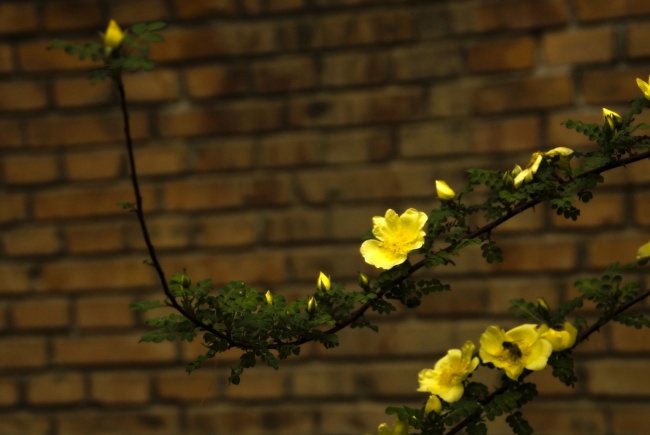 黄色蔷薇花图片(点击浏览下一张趣图)