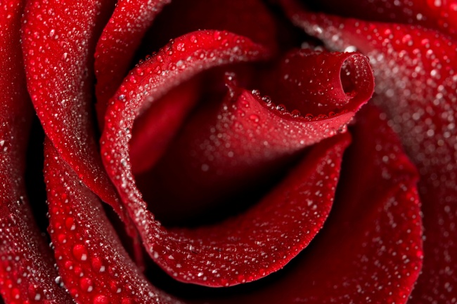 高清大图玫瑰花瓣图片(点击浏览下一张趣图)