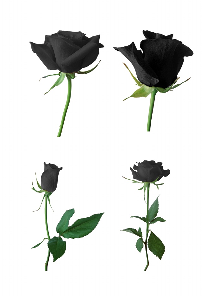 黑色玫瑰花图片(点击浏览下一张趣图)