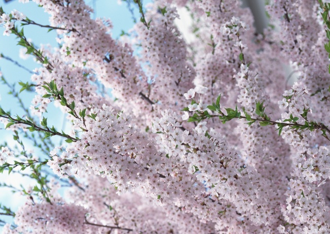 日本樱花风景图片(点击浏览下一张趣图)