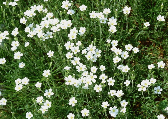 高清大图白色野花图片(点击浏览下一张趣图)