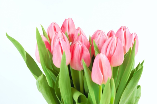 荷兰粉色郁金香图片(点击浏览下一张趣图)