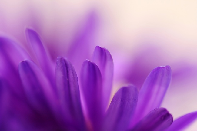 紫色鲜花素材图片(点击浏览下一张趣图)