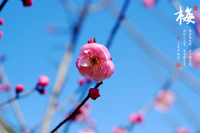 梅花高清大图图片(点击浏览下一张趣图)