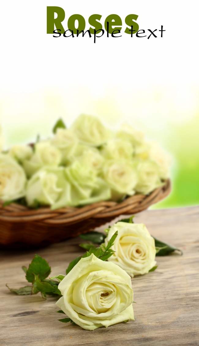 白色浪漫玫瑰花图片(点击浏览下一张趣图)