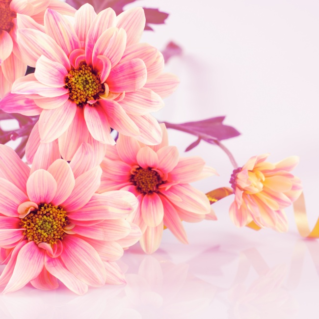 粉色可爱鲜花图片(点击浏览下一张趣图)