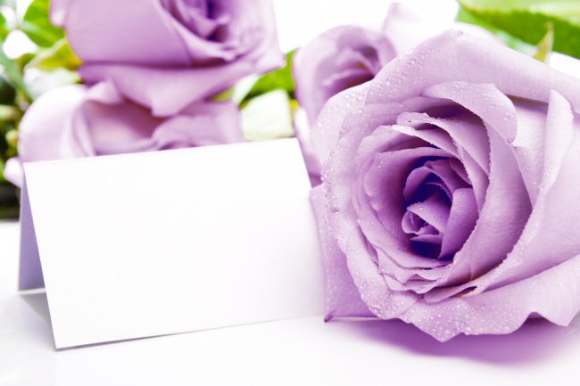 紫玫瑰花图片(点击浏览下一张趣图)