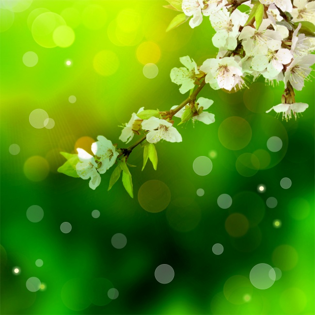 梅花花朵绿色背景图片(点击浏览下一张趣图)