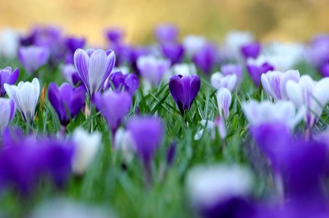 紫色的花图片(点击浏览下一张趣图)