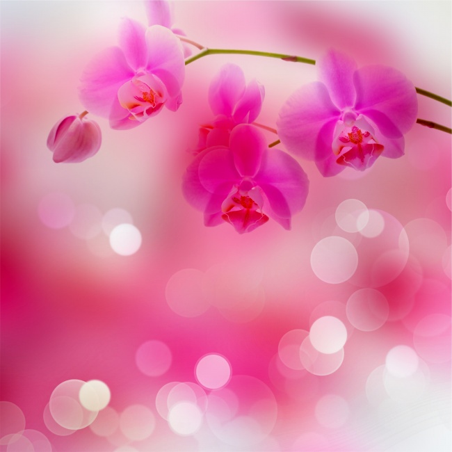粉色兰花背景高清大图图片(点击浏览下一张趣图)