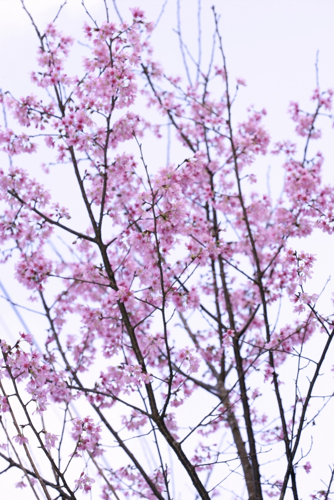 日本樱花图片(点击浏览下一张趣图)