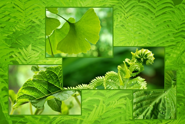 大自然植物背景图片(点击浏览下一张趣图)