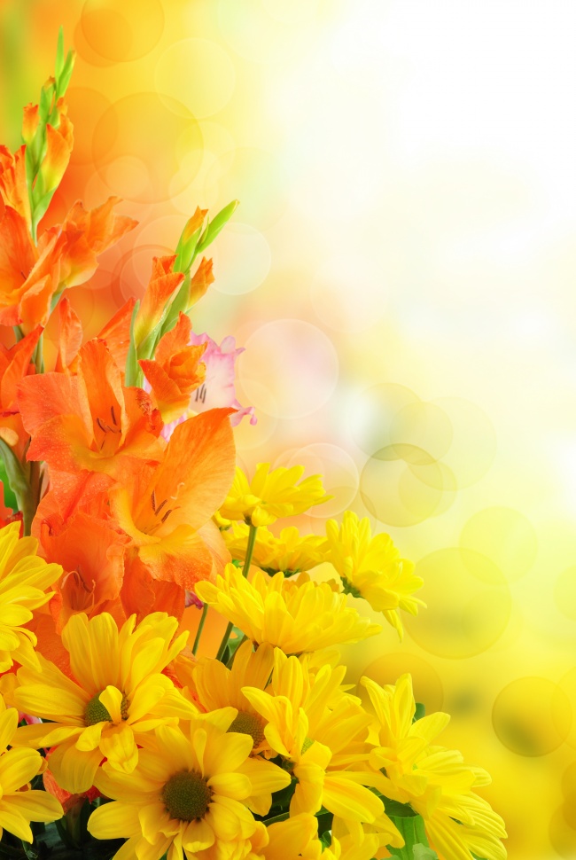 黄色菊花背景图片(点击浏览下一张趣图)
