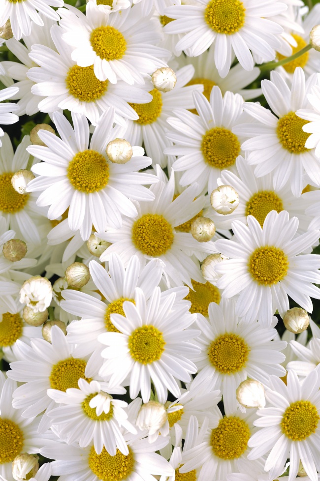 白色菊花图片(点击浏览下一张趣图)