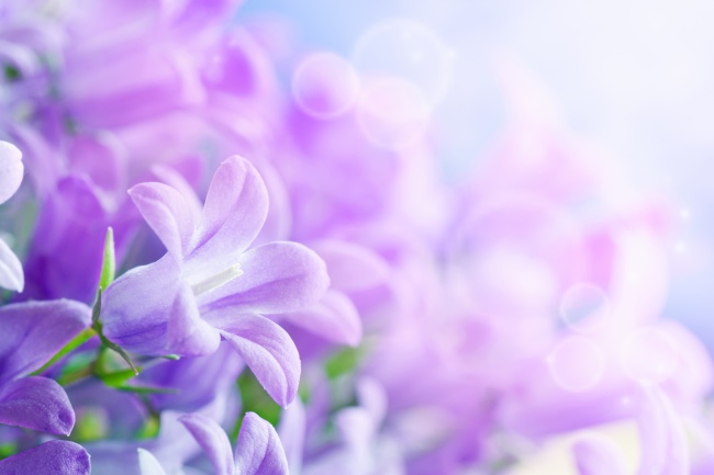 紫色花朵高清大图图片(点击浏览下一张趣图)