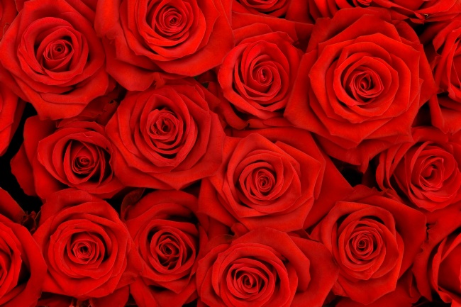 鲜红玫瑰花高清大图图片(点击浏览下一张趣图)