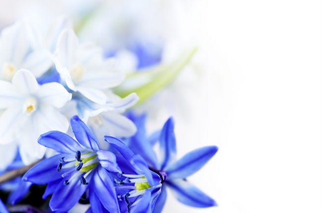 蓝色花朵素材图片(点击浏览下一张趣图)