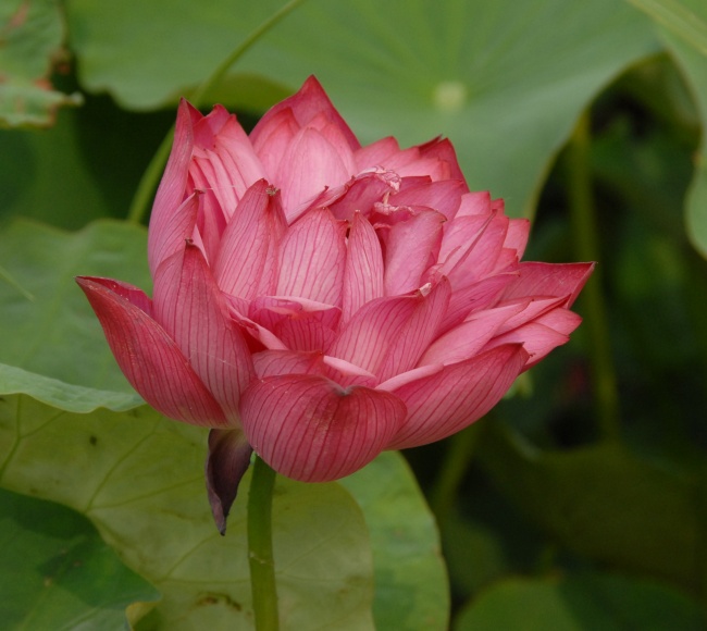 鲜艳荷花图片(点击浏览下一张趣图)