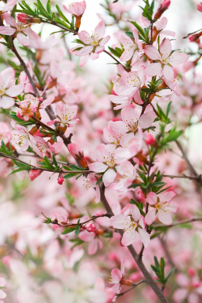 四季海棠花图片(点击浏览下一张趣图)