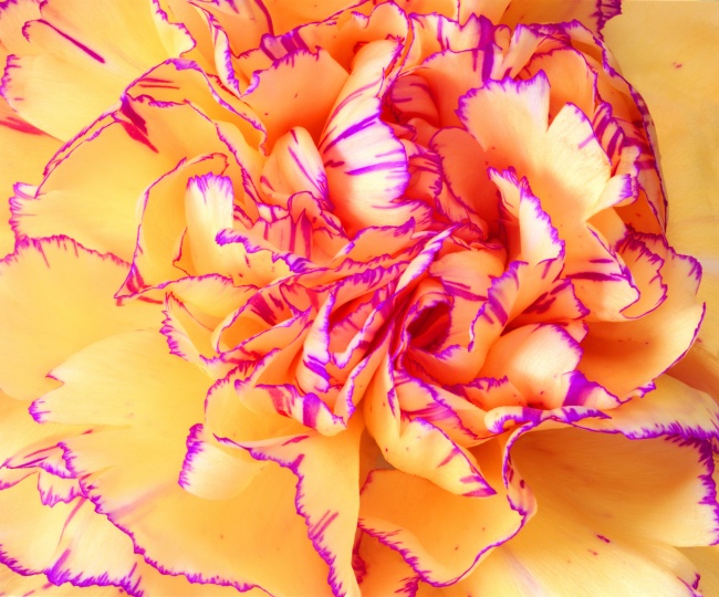高清大图康乃馨花朵图片(点击浏览下一张趣图)