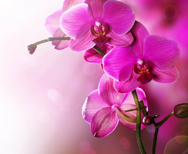 紫罗兰花朵图片(点击浏览下一张趣图)