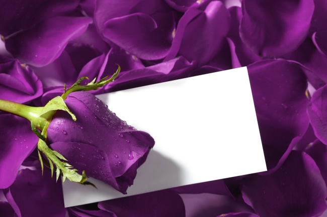 紫色玫瑰贺卡图片(点击浏览下一张趣图)